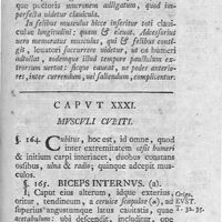 0127 - Page 113 - Caput XXXI. Musculi cubiti