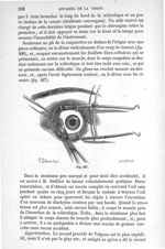 Fig. 427 - Traité de médecine opératoire, bandages et appareils. 4è éd. Tome premier