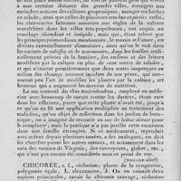 0046 - Page 42 - chicoracées / chicorée