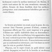 0038 - Page 34 - Larynx