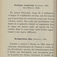 0116 - Page 104 - Distomum constrictum (Leared), 1862. (non Mehlis, 1846) / Hexathyridium affine (Diesing), 1851