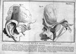 Planche I. Fig. 1. L''oreille en situation / Fig. 2. L'oreille renversée pour faire voir son second  [...]