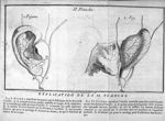 Planche II. Fig. 1. Les arteres qui se distribuent sur le devant de l'oreille / Fig. 2. L'oreille re [...]