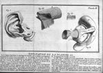 Planche III. Fig. 1. Le cartilage de l'oreille, & le conduit cartilagineux dépouillés de toutes leur [...]