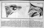 Planche IX. Fig. 1. Os des temples / Fig. 2. Une moitié de teste - Traité de l'organe de l'ouïe