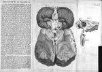 Planche XI. Fig. 1. La base du cerveau dépoüillée de tous ses vaisseaux, pour faire voir l'origine d [...]