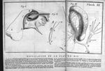 Planche XII. Fig. 1. La surface de l'os pierreux / fig. 2. La portion dure du nerf auditif à nû / Fi [...]