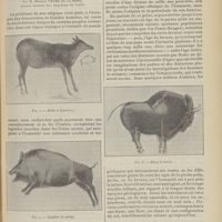 0995 - Page 983 - La préhistoire et les origines de l'humanité dans l'Europe occidentale ; par M. Maurice Faure...