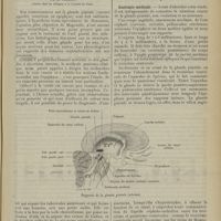1137 - Page 1141 - Revue générale. Les tumeurs de la glande pinéale ; par A. Sézary... I. Anatomie médicale
