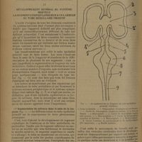 1504 - Page 1496 - Les chapitres difficiles de l'anatomie. Le système nerveux central ; par H. Billet... II. Développement général du système nerveux. La segmentation en longueur et en largeur du tube médullaire primitif