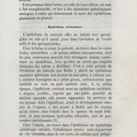 0113 - Page 105 - Épithélium testiculaire