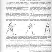 2779 - Page 2408 - Partie Scientifique. Travaux originaux. Le sinus apical. Note sur l'anatomie de l'amygdale palatine, avec quelques considérations anatomo-pathologiques et chirurgicales, par le Docteur J. Fiévez