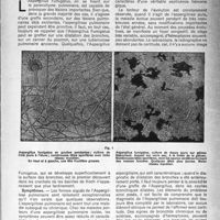 0486 - Page 461 - Partie scientifique. L’aspergillose pulmonaire, par le Docteur P. Nicaud