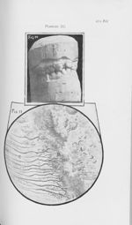 Fig. 10 / Fig. 11 - L'Odontologie