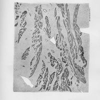 020 - Page sans numérotation - Planche II