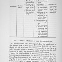 0059 - Page 420 - VII. General History of the Metamorphosis