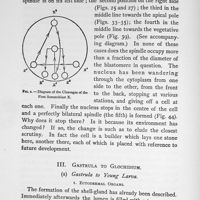 0046 - Page 46 - Gastrula to glochidium