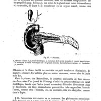 0401 - Page 397 - Digestion. Examen de l'appareil digestif dans la série animale [G. Carlet] / Phénomènes mécaniques de la digestion [G. Carlet]