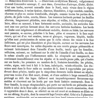 0029 - Page 25 - Écarlate [G. Planchon] / Écarlate de Graine [G. Planchon] / Ecballium (A. Rich.) / Botanique [H. Baillon]