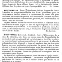 0081 - Page 77 - Échinoïdes [Ed. Lefèvre] / Echinolampas [Ed. Lefèvre] / Échinomètre [Ed. Lefèvre]