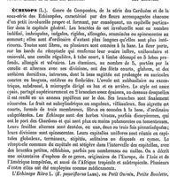 0082 - Page 78 - Echinoneus [Ed. Lefèvre] / Échinops (L.) [H. Baillon]