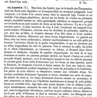 0060 - Page 56 - Élaeagnacées [H. Baillon] / Elaeagnus (T.) [H. Baillon]
