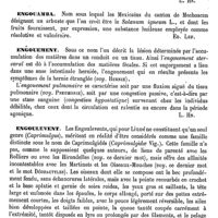 0557 - Page 553 - Engorgement [L. Hahn] / Engouamba [Ed. Lefèvre] / Engouement [L. Hahn] / Engoulevent [E. Oustalet]