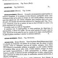 0518 - Page 514 - Genga (Bernardino) [L. Hahn] (bibliographie) / Genger-Grass. Voy. Ginger-Grass / Géni (Apophyse). Voy. Maxillaire inférieur (Os) / Genicularis [G. Planchon] / Geniculé (Ganglion). Voy. Facial (Nerf) / Genièvre. Voy. Genévrier / Génioglosse (Muscle). Voy. Langue / Génio-Hyoïdien (Muscle) [Amédée Dechambre] / Génio-Hyoïdien (Nerf). Voy. Hypoglosse / Genipayer [G. Planchon]