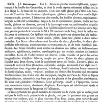 0195 - Page 191 - Main Bote [H. Bouvier] / Maïs / Botanique [G. Planchon]