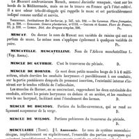 0505 - Page 501 - Muscari [G. Planchon] (bibliographie) / Muscat [G. Planchon] / Muscatelle, Muscatelline. Voy. Adoxa / Muscle de Guthrie [Amédée Dechambre] / Muscle de Horner [Amédée Dechambre] / Muscle de Houston [Amédée Dechambre] / Muscle de Wilson [Amédée Dechambre] / Musculaire (Tissu) / Anatomie [Ch. Robin]