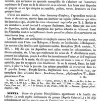 0108 - Page 104 - Népenthès. Botanique [H. Baillon] (bibliographie) / Nepeta [G. Planchon] / Nephelion [H. Baillon] / Néphélion. [Amédée Dechambre] / Néphélis [Paul Gervais]