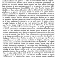 0785 - Page 781 - Nunziante (Eau minérale de) [A. Rotureau] / Nuphar [H. Baillon]