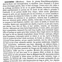 0438 - Page 434 - Oenoline [Malaguti] (bibliographie) / Oenoplia [G. Planchon] / Oenoria [G. Planchon] / Oenothère [H. Baillon]