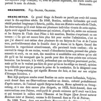 0515 - Page 511 - Orange, Orangers. Emploi médical et bromatologique [Amédée Dechambre] / Orangette. Voy. Orange, Orangers / Orang-Outan [E. Oustalet]