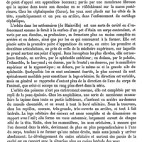 0559 - Page 555 - Orbite. Anatomie. Cubage de l'orbite [J. Chauvel] / Anatomie comparée [J. Chauvel]