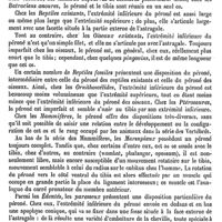 0460 - Page 456 - Péroné. Physiologie [Albert Heydenreich] / Anatomie comparée [Albert Heydenreich]