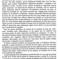 0200 - Page 196 - Sphargis [E. Oustalet] (bibliographie) / Sphase. Voy. Araignée / Sphénencéphales. Voy. Anomocéphales et Sphénocéphales