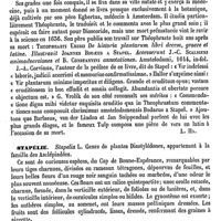 0440 - Page 436 - Stanski (Gaétan-Pierre) [L. Hahn] (bibliographie) / Stapel (Johannes-Bodaeus Van) [L. Hahn] / Stapélie [G. Planchon]