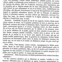 0557 - Page 553 - Tibiale antérieure (Artère) [L. Testut] / Tibiale postérieure (Artère) [L. Testut]