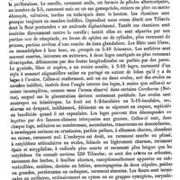 0598 - Page 594 - Tilesius (Wilhelm-Gottlieb von) [L. Hahn] (bibliographie) / Tilia [H. Baillon] / Tiliacées [H. Baillon]