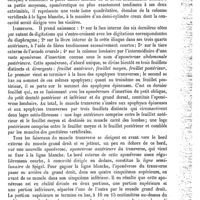 0035 - Page 31 - Transverse du périnée (Artère). Voy. Honteuse interne / Transverse de l'abdomen (Muscle) [L. Testut]