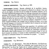 0422 - Page 418 - Tylophore [Ed. Lefèvre] / Tylosis. Voy. Dermatoses / Tympan. Voy. Oreille / Tympan artificiel. Voy. Oreille / Tympanique (Artère) [L. Testut] / Tympanique (Son) Voy. Percussion / Tympanite. Voy. Météorisme / Typha / Botanique [H. Baillon]