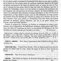 0633 - Page 629 - Urubu [E. Oustalet] (bibliographie) / Urucu, Uruku [G. Planchon] / Urucuri-iba [G. Planchon] / Uruguay. Voy. Plata (La) et Amérique / Uruki [G. Planchon] / Urumbeba [G. Planchon] / Urus [G. Planchon]