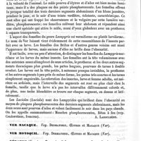 0796 - Page 792 - Ver luisant [A. Laboulbène] / Ver Macaque. Voy. Dermatobie, Oestres et Macaque (Ver) / Ver moyoquil. Voy. Dermatobie, Oestre et Macaque (Ver) / Vératre / Botanique [Ed. Lefèvre]