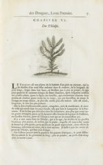 Thlaspi - Histoire générale des drogues, traitant des plantes, des animaux, & des mineraux ; ouvrage [...]