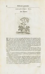 Daucus de candie - Histoire générale des drogues, traitant des plantes, des animaux, & des mineraux  [...]