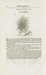 Saxifrage - Histoire générale des drogues, traitant des plantes, des animaux, & des mineraux ; ouvra [...]