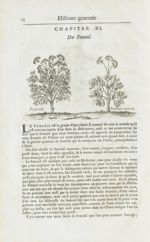 Fenoüil / Fenoüil marin - Histoire générale des drogues, traitant des plantes, des animaux, & des mi [...]