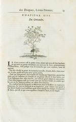 Coriandre - Histoire générale des drogues, traitant des plantes, des animaux, & des mineraux ; ouvra [...]