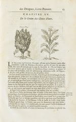 Choux fleur / Colsa - Histoire générale des drogues, traitant des plantes, des animaux, & des minera [...]